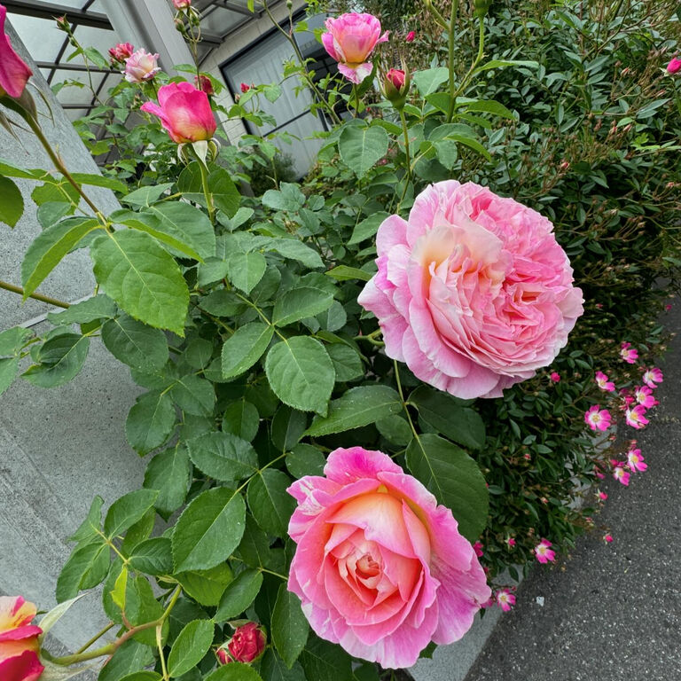 画像1718