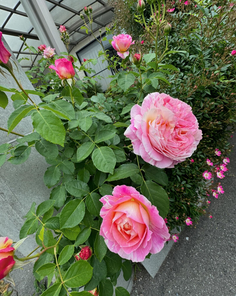 画像1718