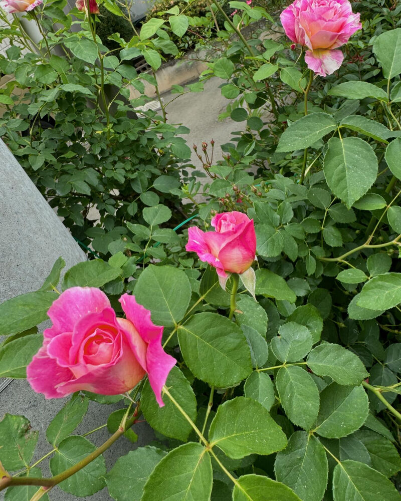 画像1720