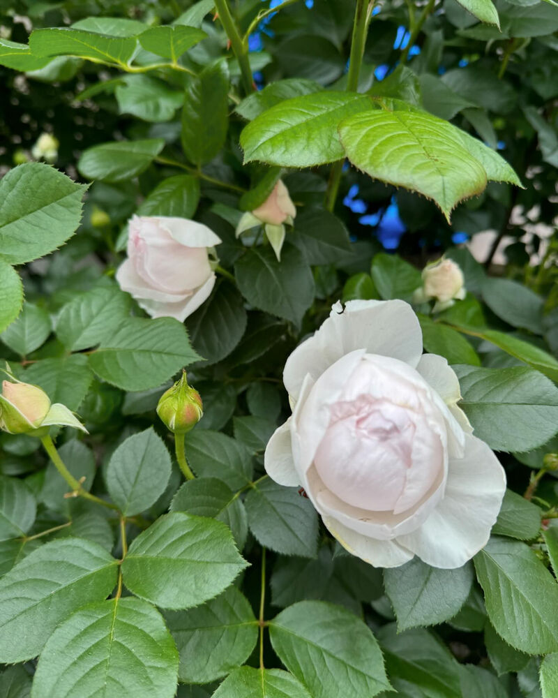 画像1721
